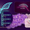 Solving the side effect problem of siRNA drugs for genetic disease ...