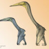 Some pterosaurs would flap, others would soar'—new study confirms ...