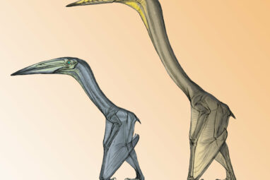 Some pterosaurs would flap, others would soar'—new study confirms ...