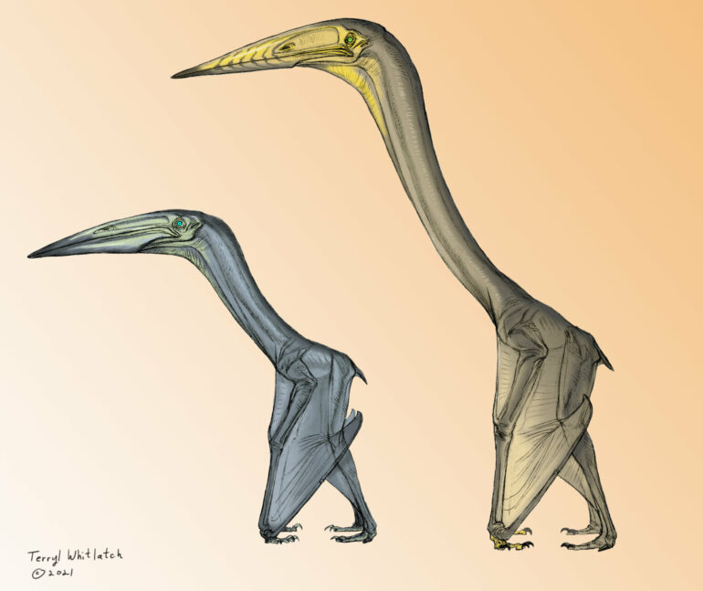 Some pterosaurs would flap, others would soar'—new study confirms ...