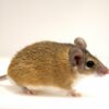 Spiny mice point the way to new path in social neuroscience