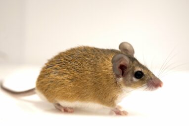 Spiny mice point the way to new path in social neuroscience