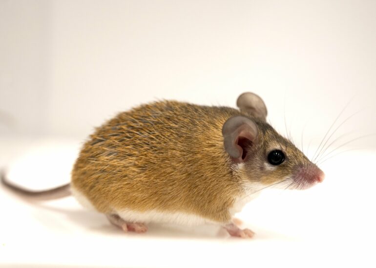 Spiny mice point the way to new path in social neuroscience