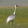 Study of four crane species reveals complicated relationships ...