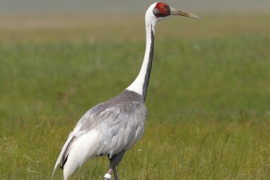 Study of four crane species reveals complicated relationships ...