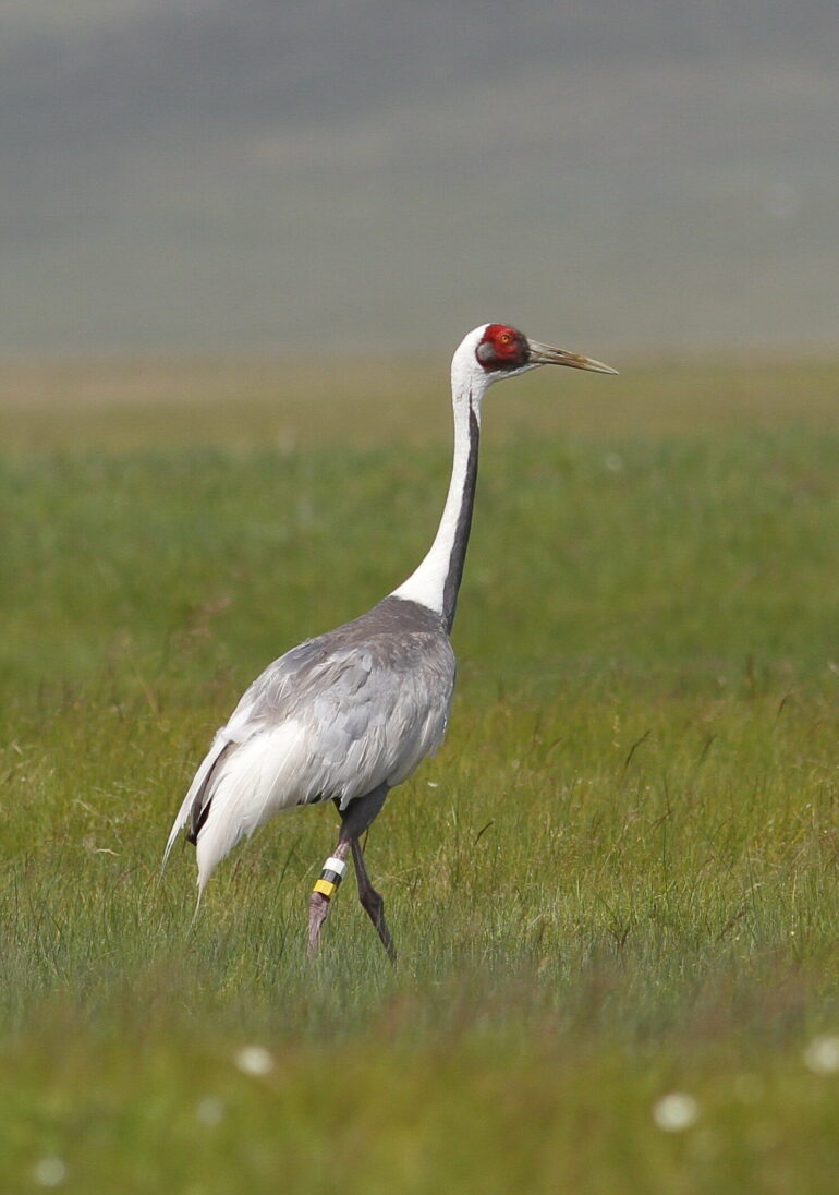 Study of four crane species reveals complicated relationships ...