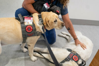 Study shows therapy dog program works as needed mood-booster for ...