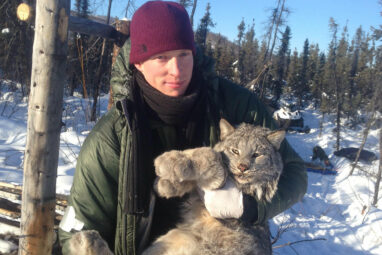 Study tracks traveling population wave in Canada lynx