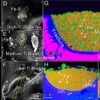 Submicroscopic magnetite may be ubiquitous in lunar regolith of ...