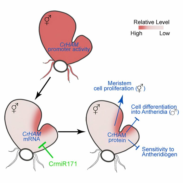 Team unravels regulatory mechanism that prevents stem cell ...