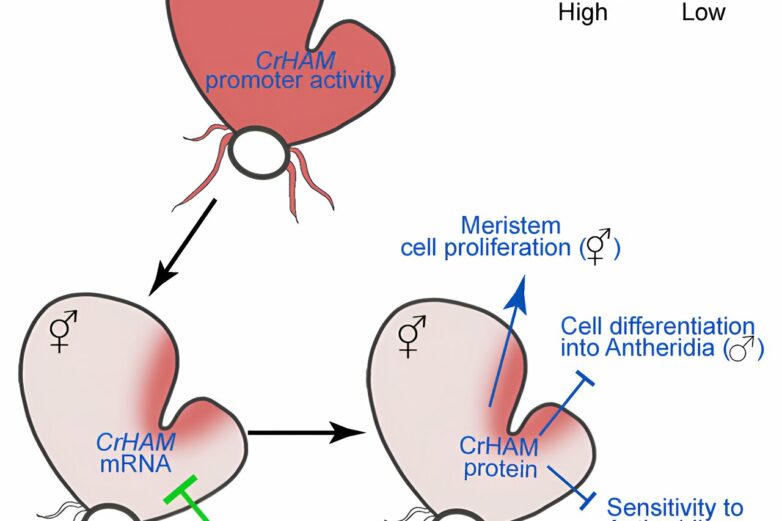 Team unravels regulatory mechanism that prevents stem cell ...