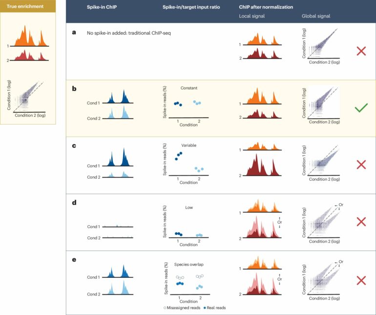 Technique to study how proteins bind to DNA is easily misused ...