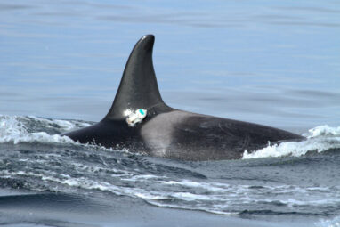 Thanks to humans, Salish Sea waters are too noisy for resident ...