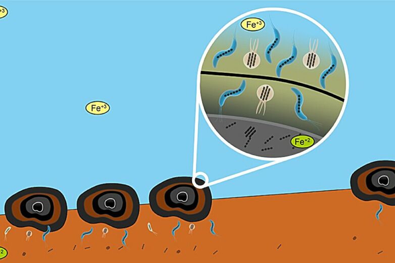 The unexpected role of magnetic microbes in deep-sea mining