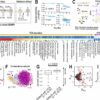 Transient' gut bacteria may affect health and guide diet choices