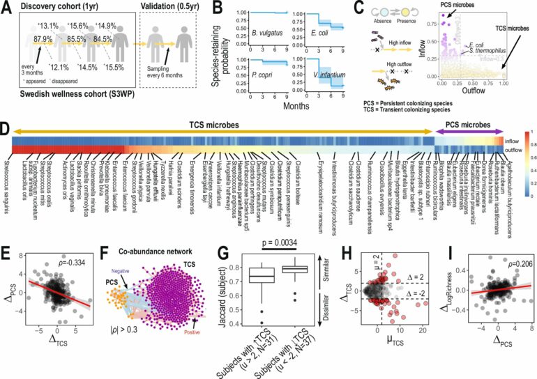 Transient' gut bacteria may affect health and guide diet choices