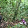 Tropical forests face increased soil carbon loss due to climate change