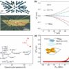 Tunable nonlinear Hall effect observed at room temperature in ...