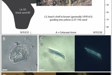 Unexpected discovery of early sweet potato cultivation in Polynesia