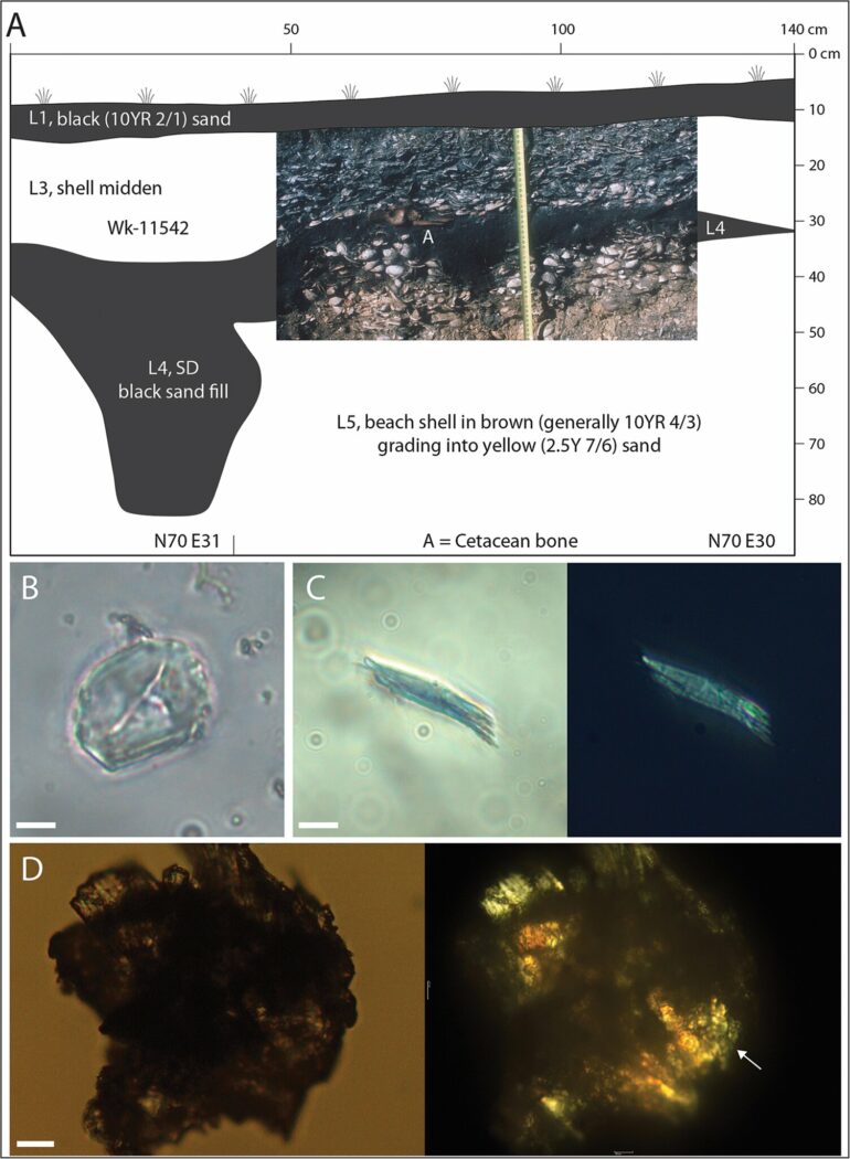 Unexpected discovery of early sweet potato cultivation in Polynesia