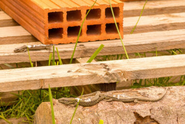 Wall lizards shed light on how animals prevent harm in territorial ...