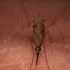 Warming climates quicken aging-related mortality in mosquitoes ...