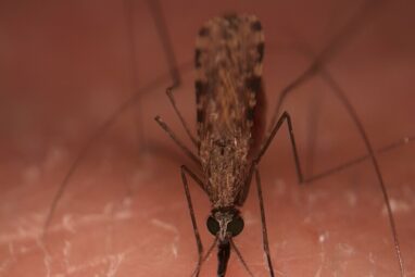 Warming climates quicken aging-related mortality in mosquitoes ...