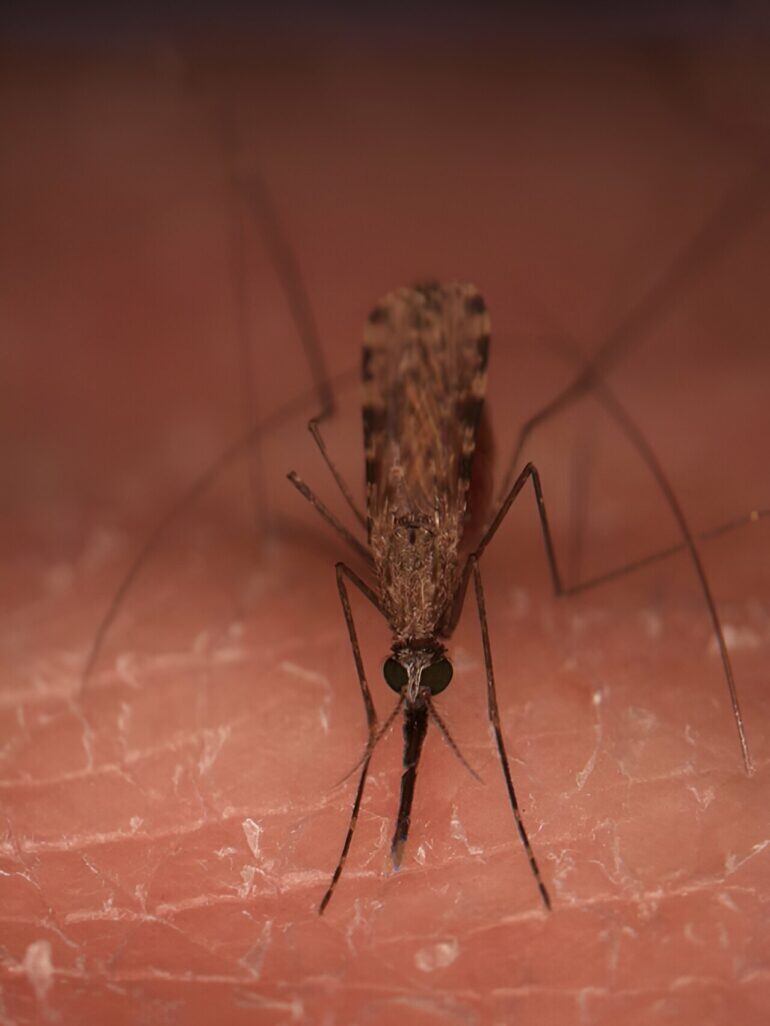 Warming climates quicken aging-related mortality in mosquitoes ...