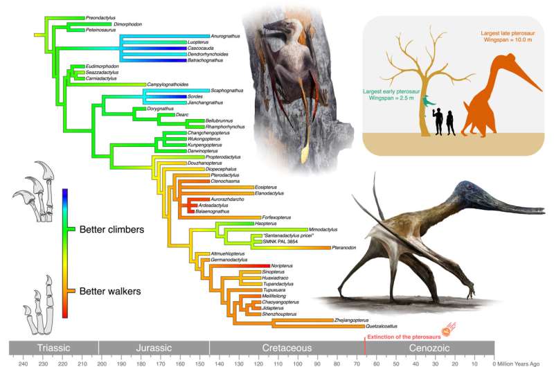 Pterosaurs needed feet on the ground to become giants