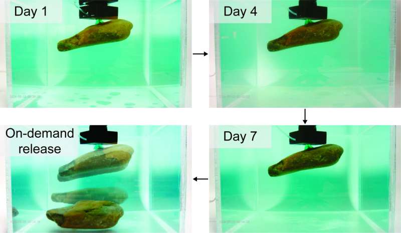 New research on octopus-inspired technology successfully maneuvers underwater objects