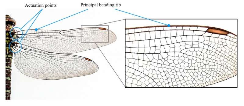 Dragonfly wing pattern beats architectural solutions by ancient Romans and cutting-edge algorithms