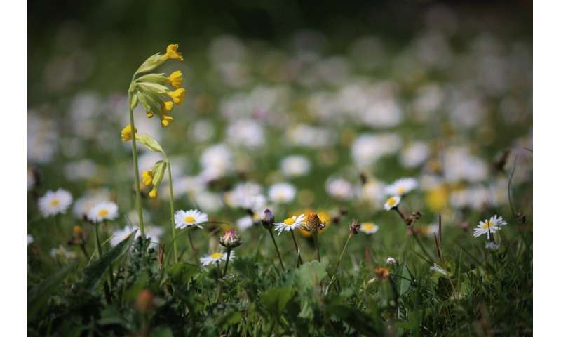 Gardens prevent pollinators from starving when farmland nectar is scarce, new study finds