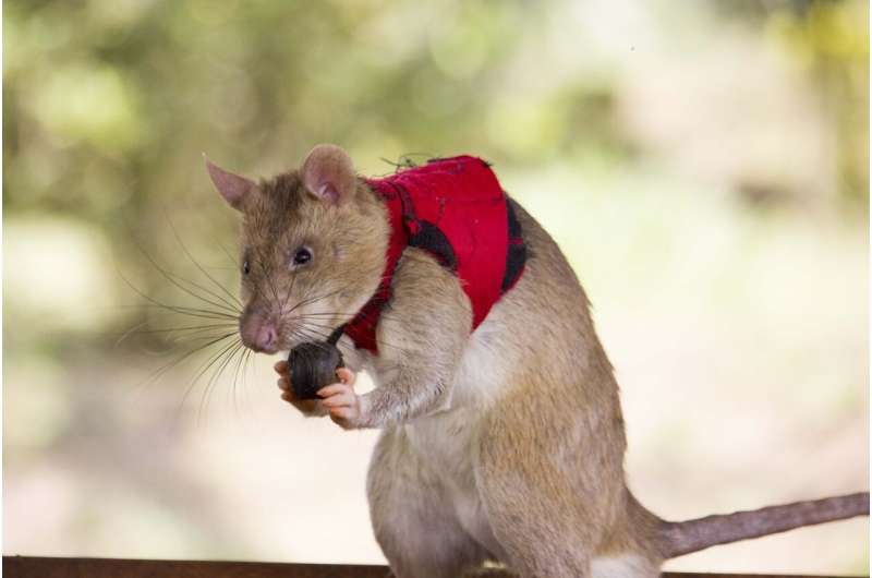 Giant rats could soon fight illegal wildlife trade by sniffing out elephant tusk and rhino horn