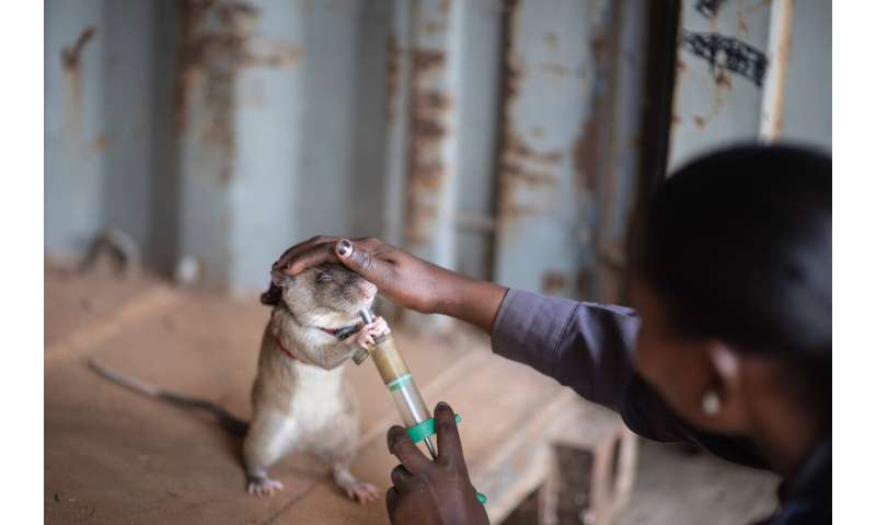 Giant rats could soon fight illegal wildlife trade by sniffing out elephant tusk and rhino horn