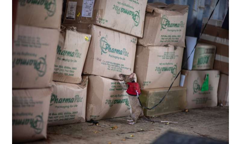 Giant rats could soon fight illegal wildlife trade by sniffing out elephant tusk and rhino horn