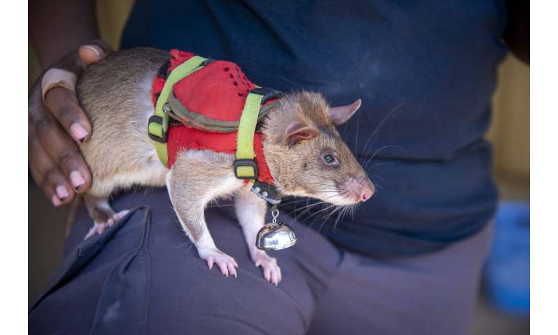 Giant rats could soon fight illegal wildlife trade by sniffing out elephant tusk and rhino horn