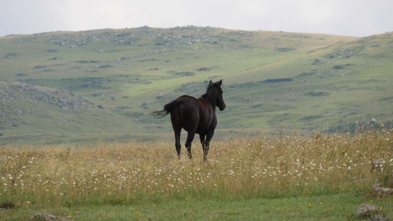 Into the great wide open: How steppe pastoralist groups formed and transformed over time