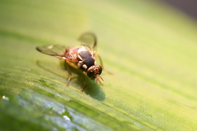 A fly on a leaf