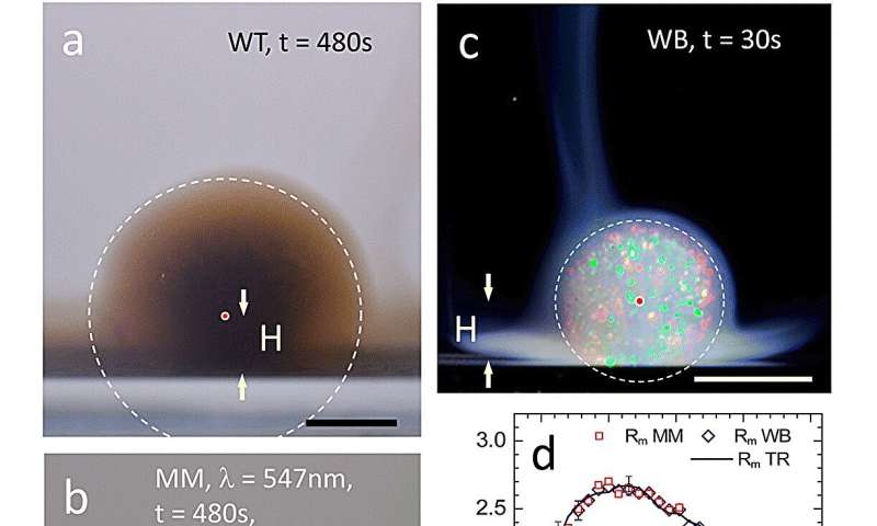 The expansion of turbid drops in water