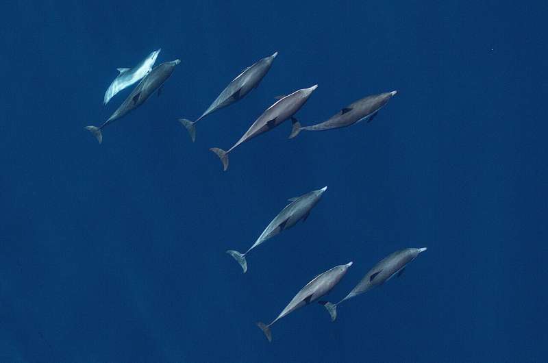 Dolphins sense military sonar at much lower levels than regulators predict