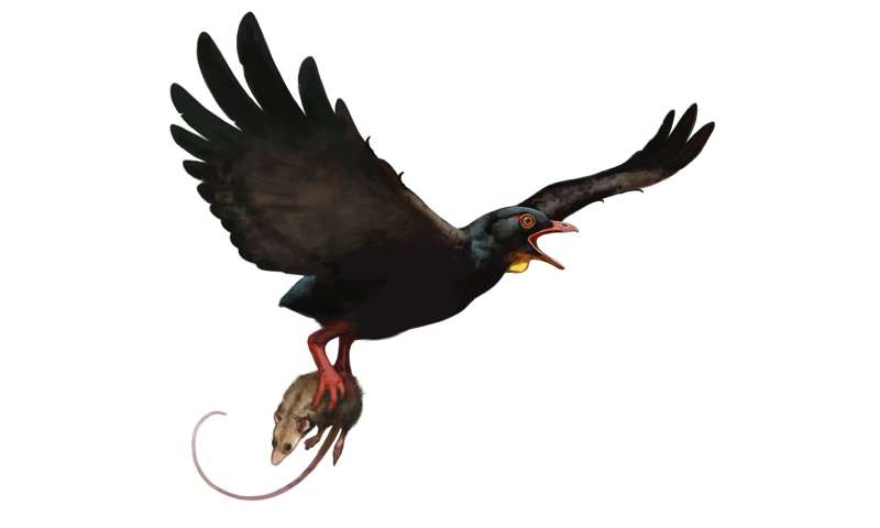 Predatory birds from the same fossil formation as SUE the T. rex