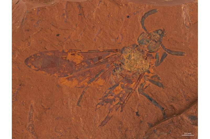 Fossil sawfly discovery 16 million years in the making