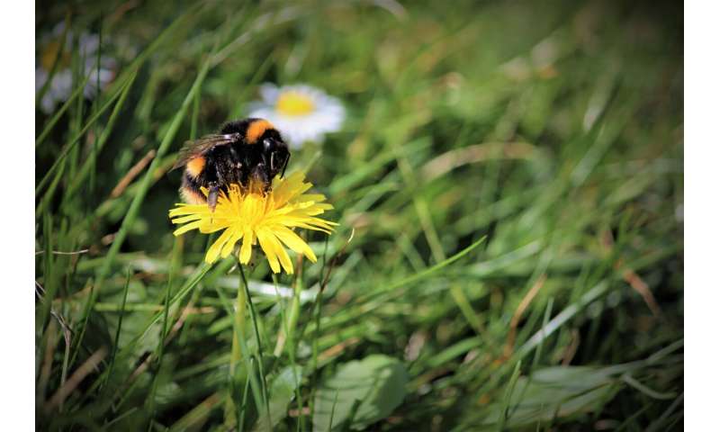 Gardens prevent pollinators from starving when farmland nectar is scarce, new study finds