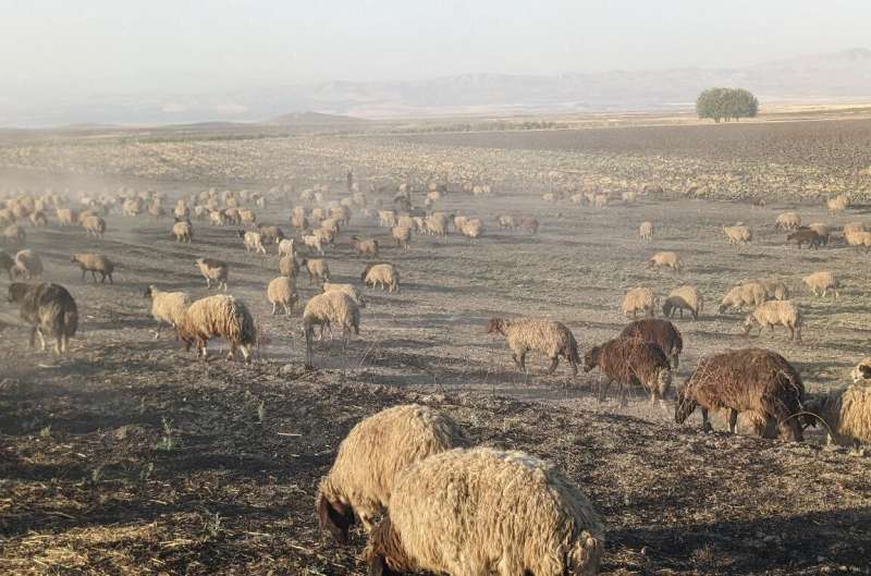 Into the great wide open: How steppe pastoralist groups formed and transformed over time