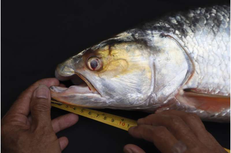 Giant fish thought to be extinct is spotted in the Mekong River