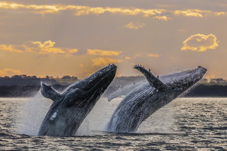 Humpback whales breaching water