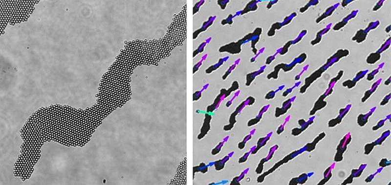 Harnessing magnetic relaxation: 'Pac-Man effect' enables precise organization of superparamagnetic beads