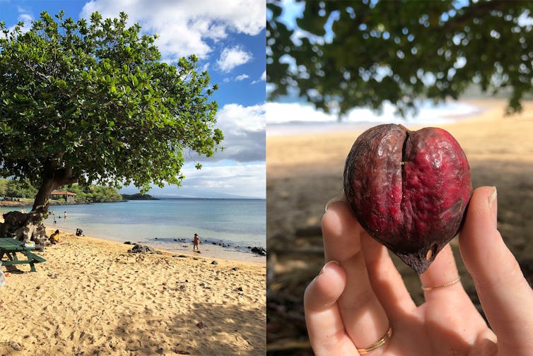 The left photo shows a tree, and the right a tropical almond, which is a hard fruit about the size of a golf ball