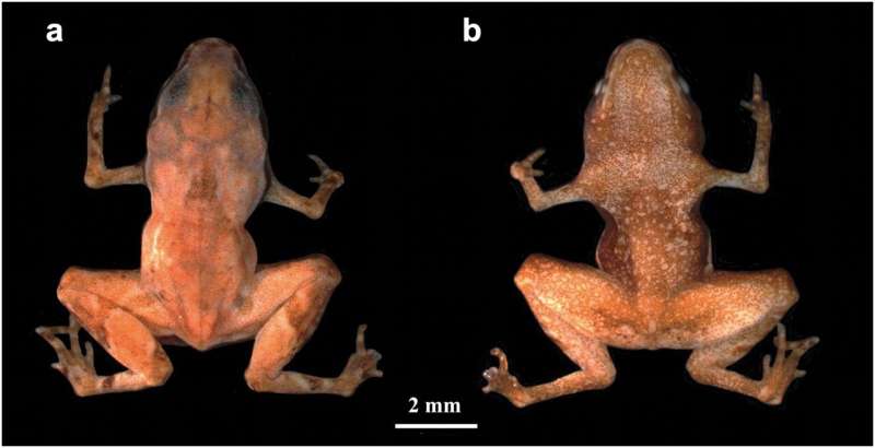 Less than 7 mm in length, this Atlantic Rainforest flea toad is the second-smallest vertebrate described in the world