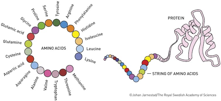 schematic of 20 amino acids in a chain and then how a protein structure folds into a unique shape